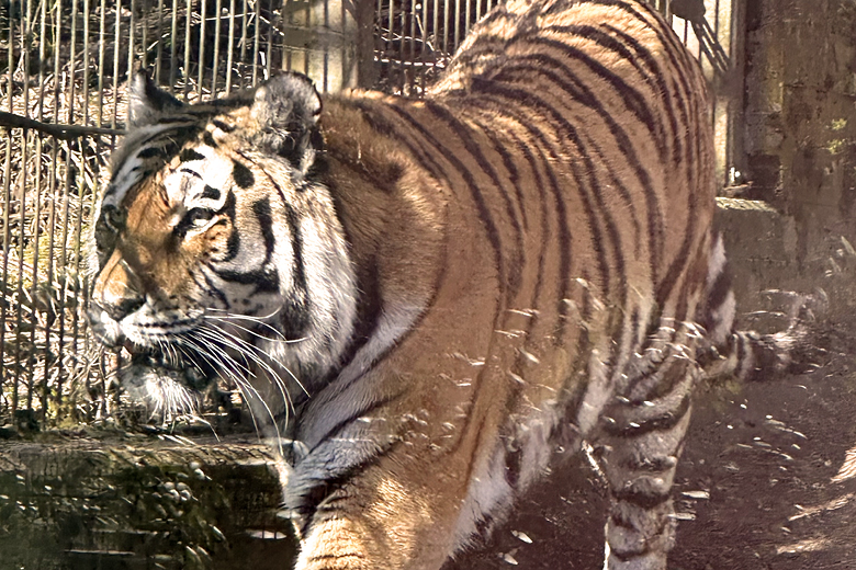 Root canal for a tiger? Korkeasaari Zoo carries out a rare procedure